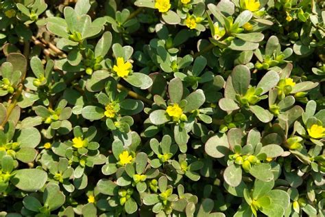 Purslane Vs Portulaca Whats The Difference