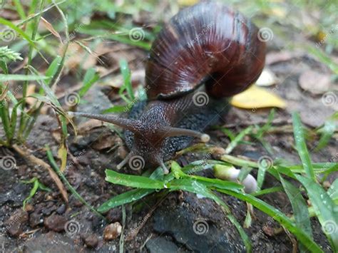 African Snail in the Middle of the Grass Stock Image - Image of ...