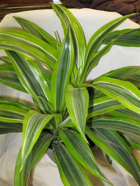 Lemon Lime Warneckii Dracena In A 7 Gray Ring Pot