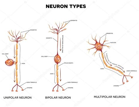 3 Types Of Nerve Cells