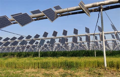 Vertical Bifacial Vs Stilted Agrivoltaics Pv Magazine International