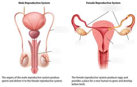 Sexual Reproductive Systems Diagram Diagram Quizlet