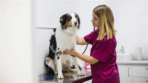 Estas Son Las Personas Que Pueden Conseguir Veterinario Gratis Para Sus