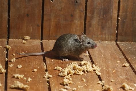 Guide to Rodent Infestation | Highland Pest Control, Inc.