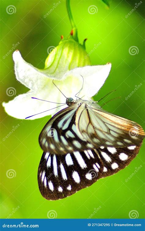 Beautiful Butterfly Under A Flower Bell Stock Image Image Of Insect