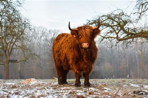 Premium Photo Highland Cattle Standing On Field During Winter