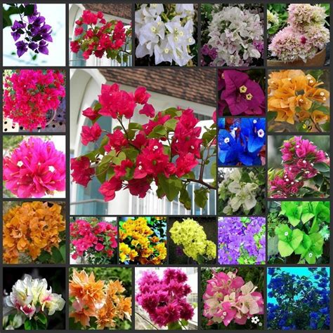 Buy 20 PCS Mixed Bougainvillea Spectabilis Willd Seeds Bonsai Flower