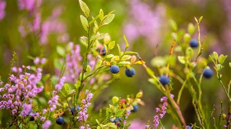 Bing Hd Wallpaper Jul National Blueberry Day Bing Wallpaper