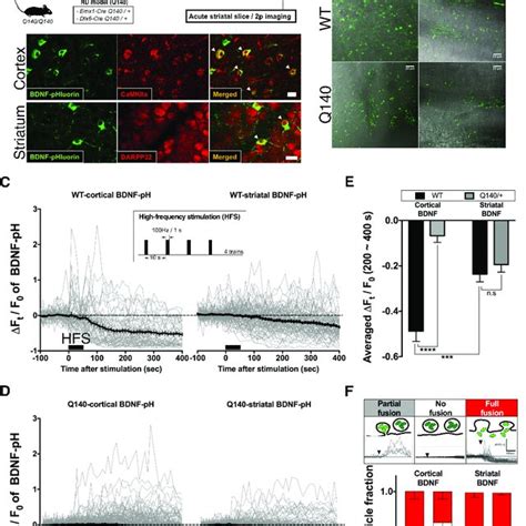 Disease state-specific alteration of activity-dependent BDNF secretion ... 