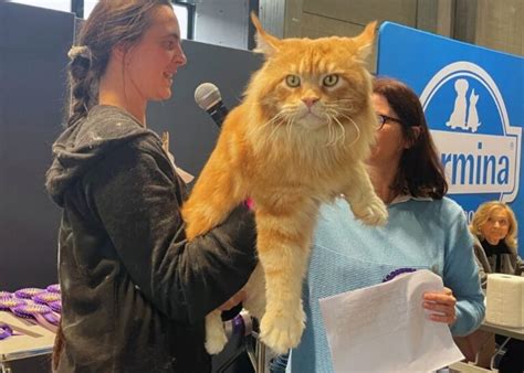 Lui è il gatto più bello del mondo lo hanno eletto a Bolzano Tornado