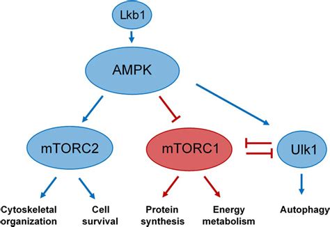 Schematic Representation Of The Predicted Activation Of Lkb Ampk