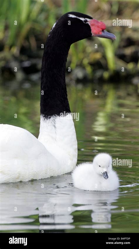 The arrival of three black necked swan cygnets at Washington Wildfowl ...