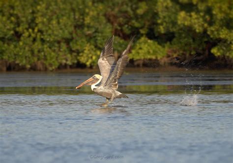 Brown Pelican video — Greg Gard