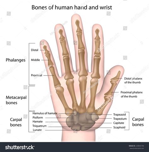 finger and hands anatomy Diagram | Quizlet