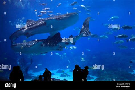 Visitors enjoying to see the four Whale sharks at Georgia Aquarium. It ...