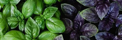 БазИлик | Готовим с любовью для вас Юрово, Минькино, Панфилово, Степури ...