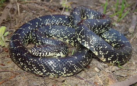 Eastern Black Kingsnake | Brad Glorioso’s Personal Website Amphibians ...