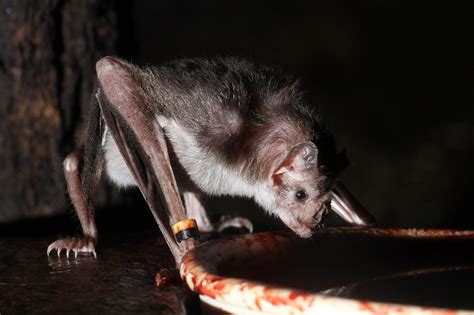 Scientists Solve Mystery of How Vampire Bats Feed on Blood Without