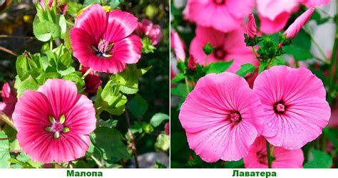 Малопа: посадка и уход в открытом грунте, выращивание из семян, виды