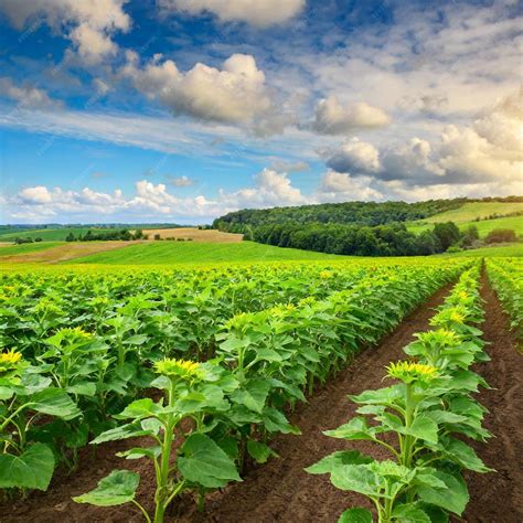 Premium Photo | Fields of Promise Sunflower Crops Flourishing in the