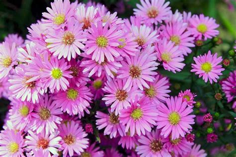 11 of the Best Pink Aster Varieties | Gardener's Path