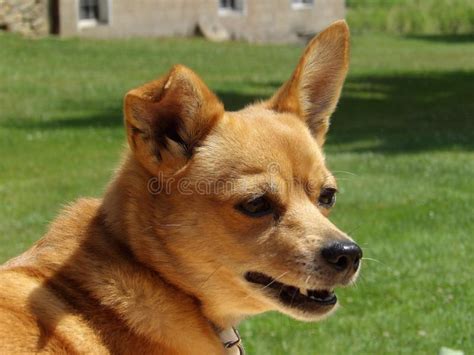 Alert Dog Stock Photo Image Of Watchful Attention Nature 50840042