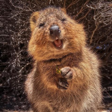 LY Styles On Instagram A Quokka Rottnest Island Western