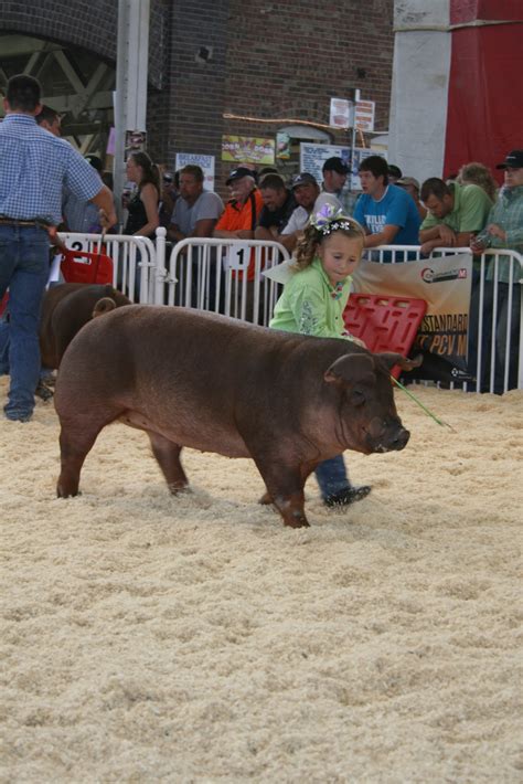 NSR Show Sale Results World Pork Expo Junior Duroc Breeding Gilt