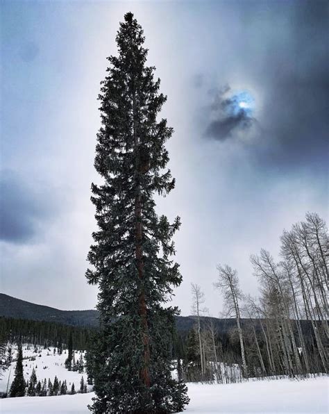 Old Pine Tree Standing Tall And Straight Reaching Up For Light