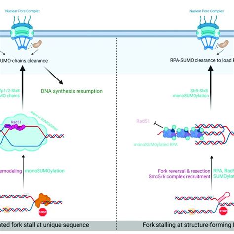 Routing Towards Npcs For Dna Bound Protein Mediated Fork Arrest Left