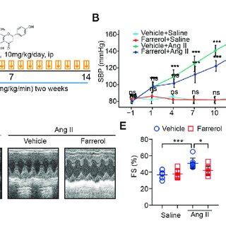 Farrerol Inhibits Ang II Induced Hypertrophy In Mice A The Level Of