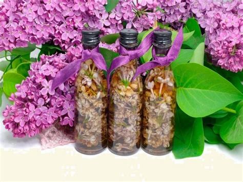 Настойка сирени на водке и на спирту: особенности приготовления и ...