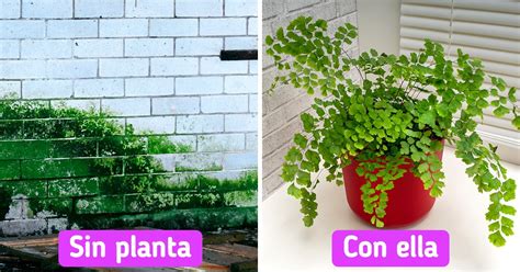 Plantas Que Pueden Absorber La Humedad Y Darle Un Toque Acogedor A