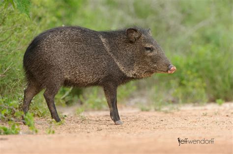 Jeff Wendorff Nature And Wildlife Photography Portfolio Pigs Suidae