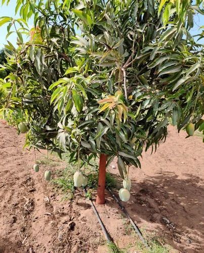 Well Watered Kesar Mango Plant For Outdoor At Rs 250 Piece In Balapur