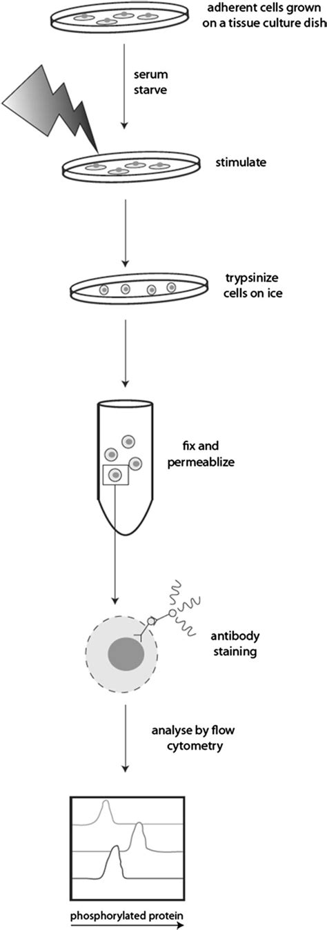 Schematic Of The Cold Trypsin Phosphorylation Specific Flow Cytometry