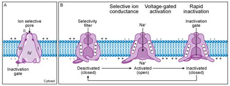 NAV1.7 Voltage-Gated Sodium Channel