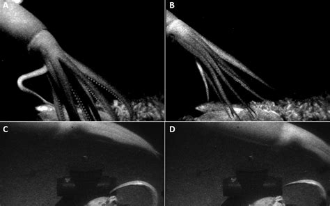 Primeras Im Genes De Un Calamar Gigante Son Capturadas En Jap N