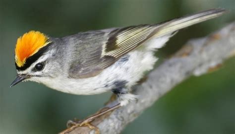 What is a Kinglet?