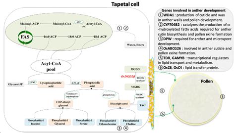 Simplified diagram showing biosynthesis of lipids involved in anther... | Download Scientific ...