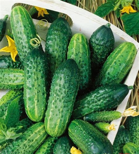 Огурец Салтан: описание и характеристики сорта, правила посадки и ...