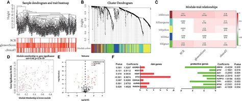 Frontiers A Novel Apoptosis Related Gene Signature Predicts