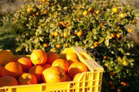 Orange harvest stock photo. Image of readysunny, fresh - 22920780