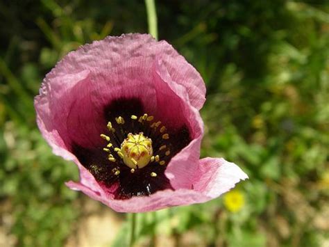 Opium Poppy CreationWiki The Encyclopedia Of Creation Science