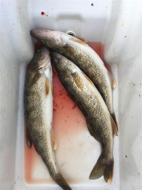 Walleye For Dinner Bloodydecks