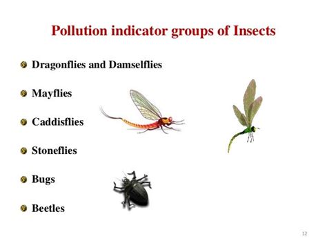 Insects As Pollution Indicators