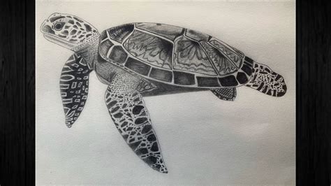 Speed Drawing A Realistic Sea Turtle Youtube