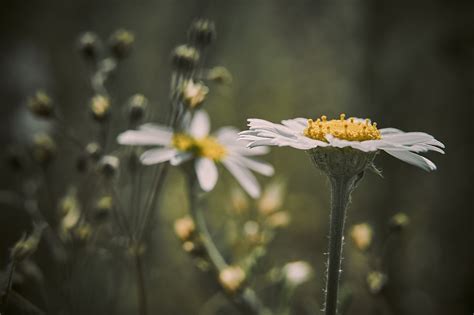 Marguerites Fleurs Pétales Photo gratuite sur Pixabay Pixabay