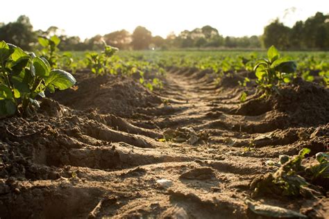 Como É O Solo Argiloso - Solo argiloso: Como manejar para altas produtividades | Agrotécnico