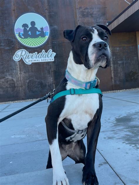 animal shelter employment